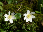 FZ004230 Bos annemoon White flowers on moss.jpg